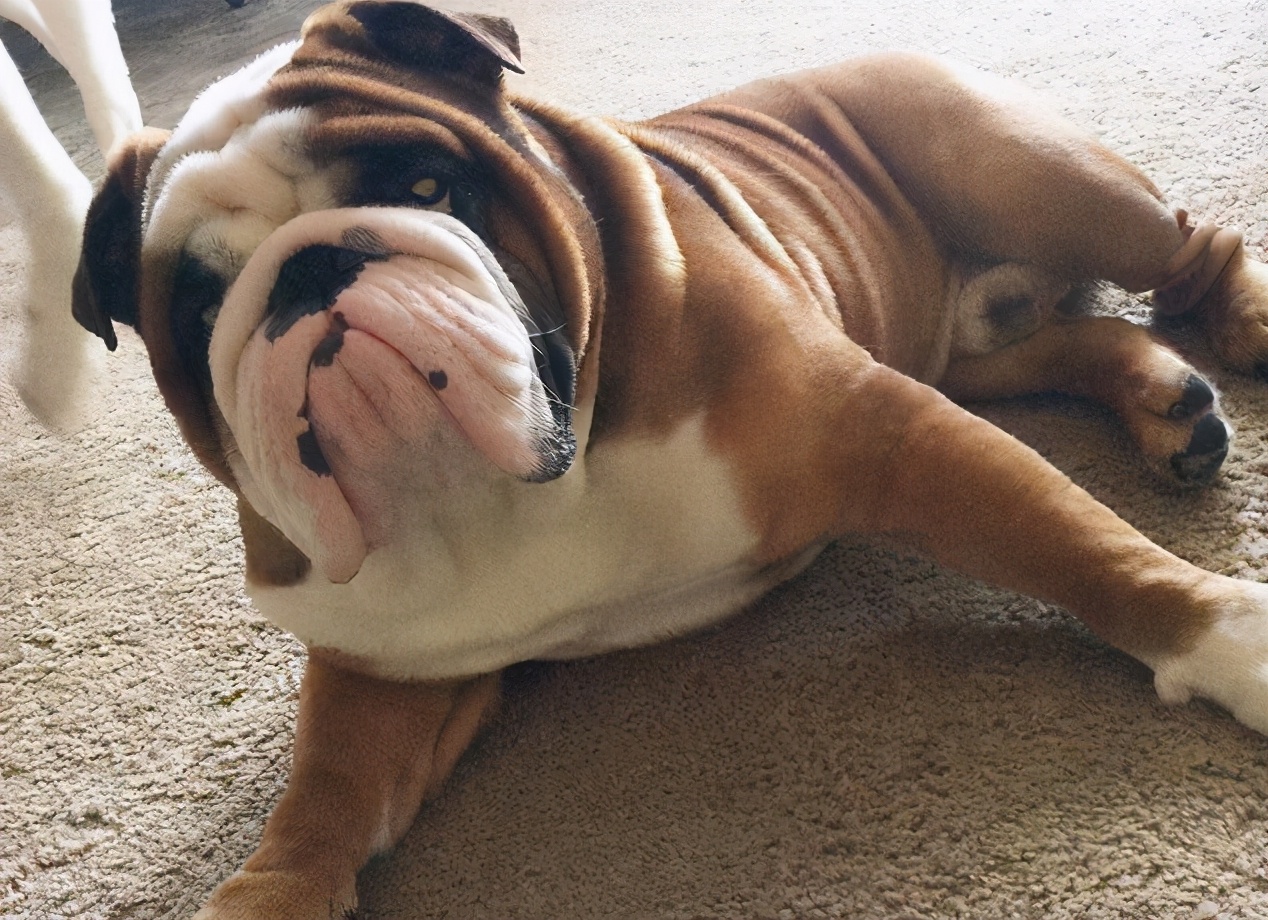 狗狗这些部位“最脏了”，只要清洁到位，身上就会香香的