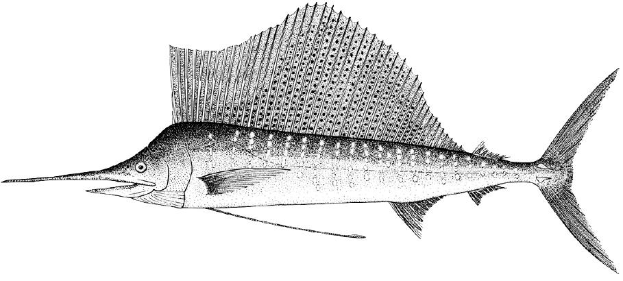 海洋中的剑鱼和旗鱼,海洋中速度最快的剑鱼