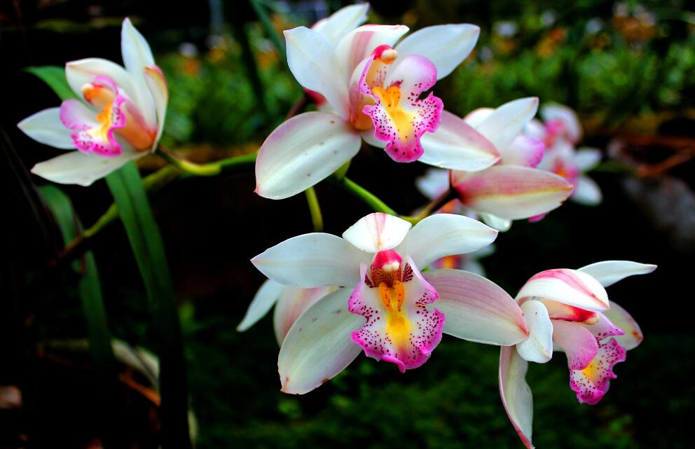 十二星座爱你到骨子里的表现狮子,什么行为会让对象失去耐心