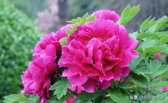 牡丹叶片萎蔫？都是这“4个方面”惹的锅，及时补救还来得及