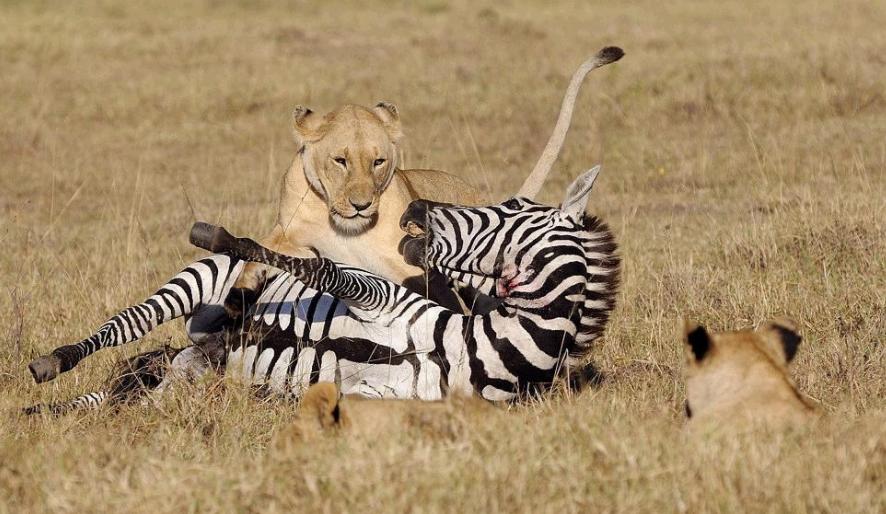 斑马斑马你不要睡着啦是什么意思,斑马斑马你不要睡着了什么意思