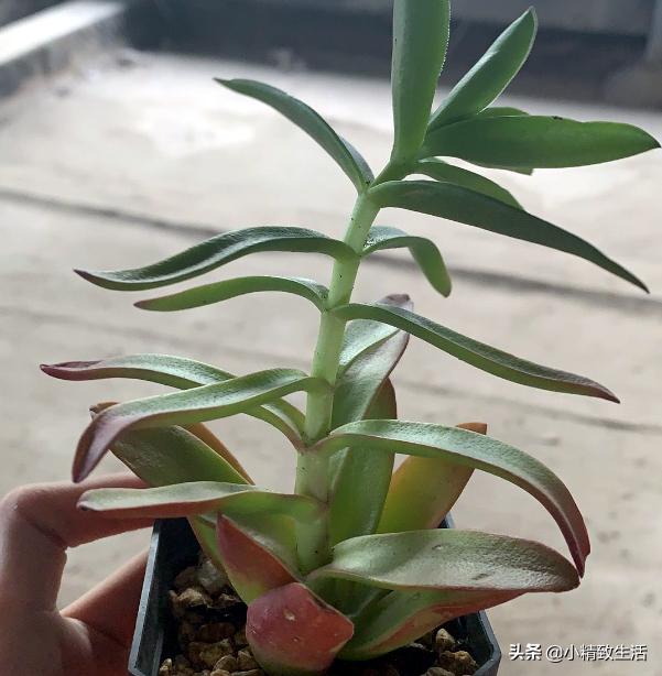 多肉徒长了如何进行处理,多肉徒长的原因和解决方法