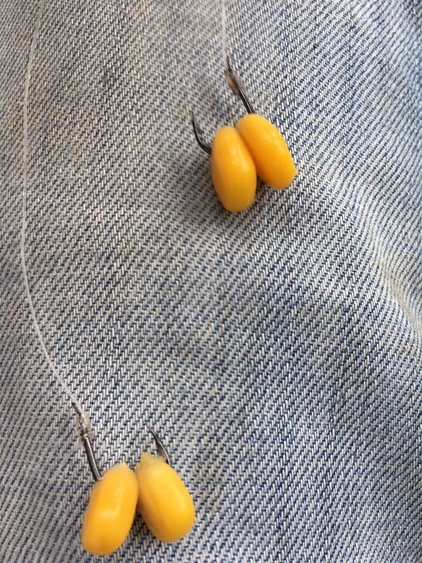 防止小鱼闹窝最有效的4大套路,小鱼闹窝厉害怎么解决