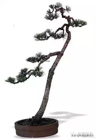 素仁格与文人树，你怎么看？