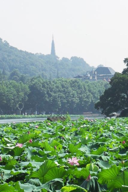 咏百合花古诗,咏荷花的歌