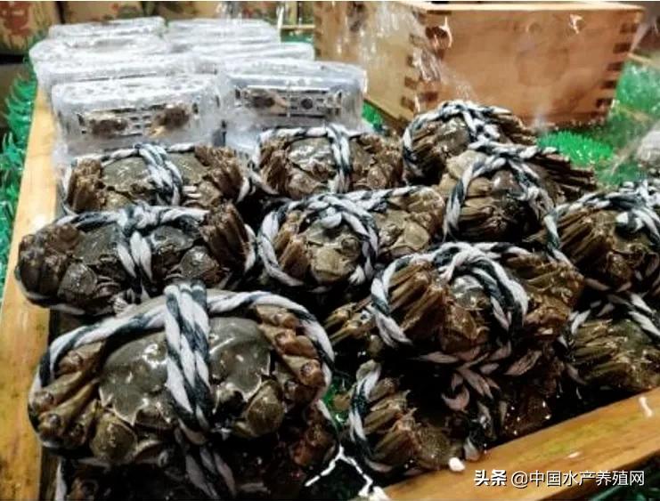 2023年河蟹养殖成本与利润,养殖河蟹100亩利润