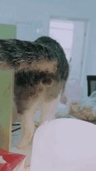 国外一只猫每天自己外出,国外一只猫经常露出奇怪表情