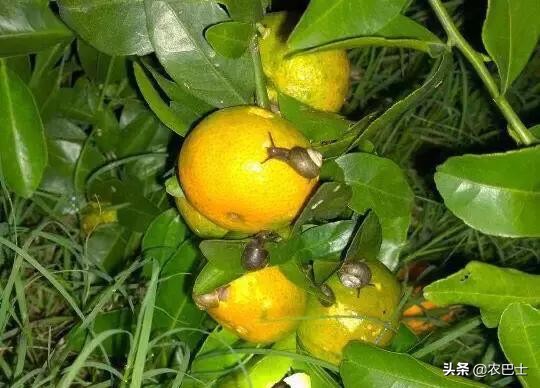 蜗牛里面有没有26000颗牙齿,蜗牛有26000颗牙齿