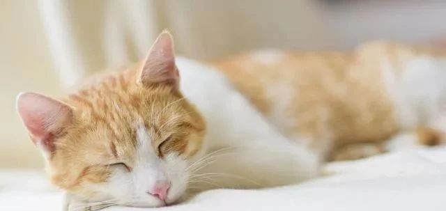 睡觉流口水是牙齿问题吗,睡觉流口水是胃病吗