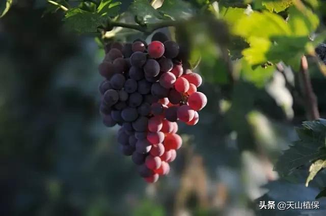 新疆有20个重要知识点,疆新