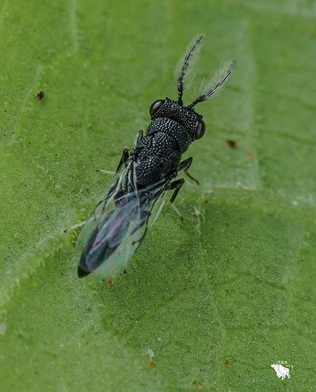 黄芪主要病虫害,黄芪田间杂草防治