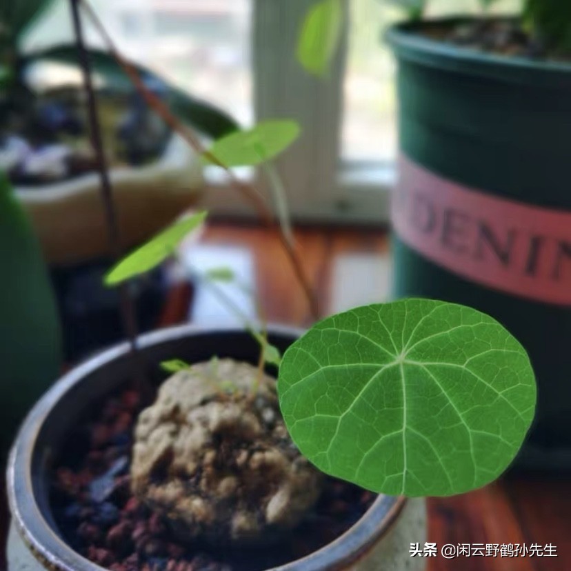 山乌龟并不是一种龟？可以爬满墙的藤蔓植物山乌龟养护经验分享