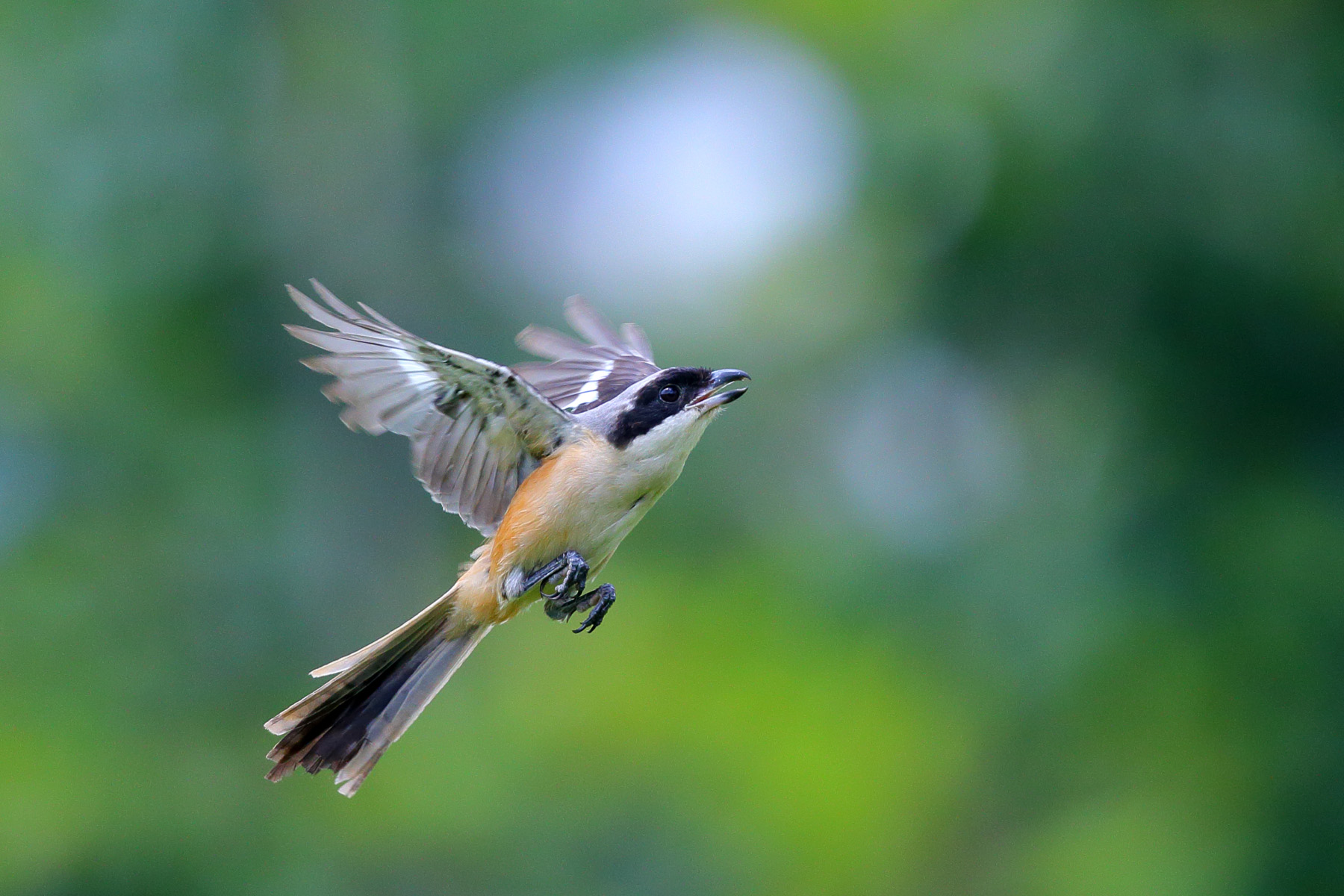 用摄影照片组成的动画