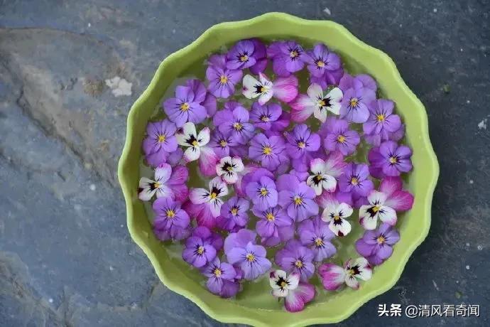 冻冰花美篇,冻冰花的美篇