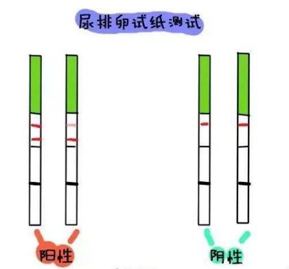 月经周期42天怎么计算排卵期,计算安全期和排卵期计算器