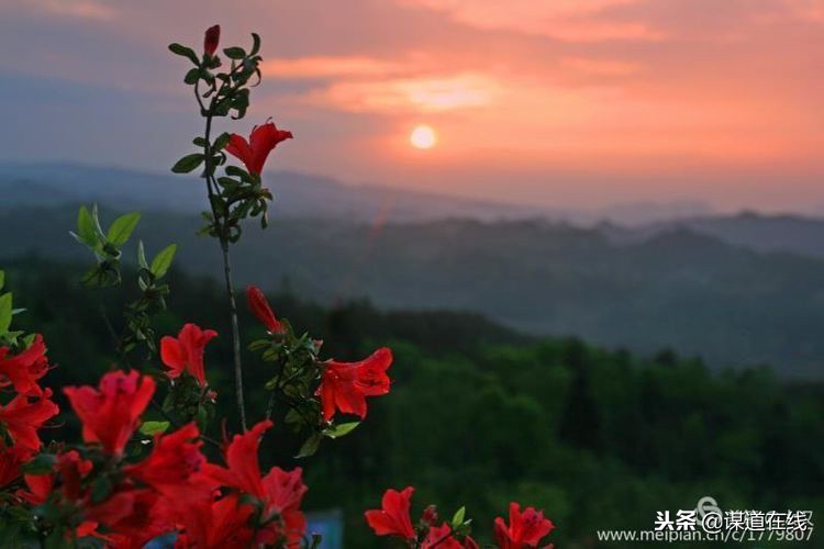 苏马荡程门,苏马荡托斯卡花谷