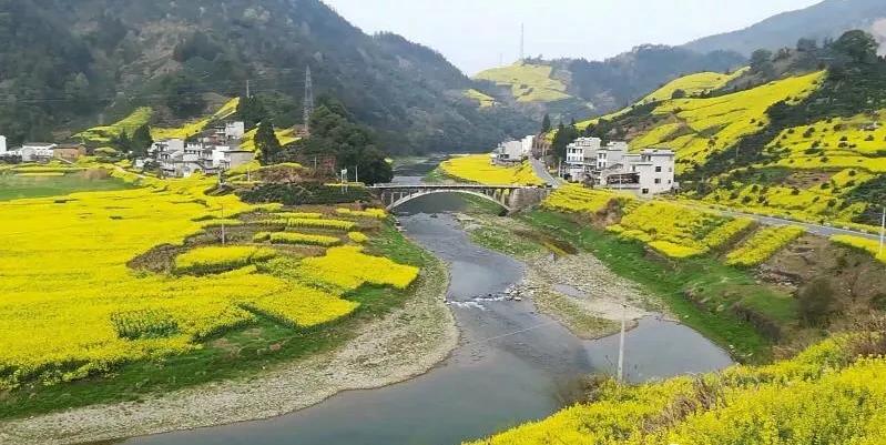 赏油菜花攻略,寻找最美油菜花可去这十大景点