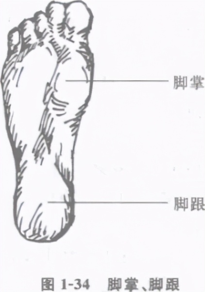 中国擒拿术擒拿十八法全教程,擒拿术基本功训练