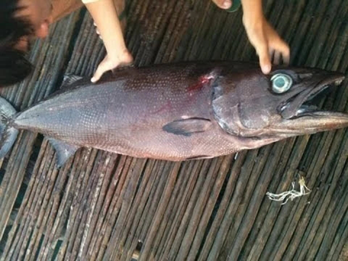 名不虚传的费裤衩鱼,吃完化身喷油射手,香滑口感带来尴尬境遇