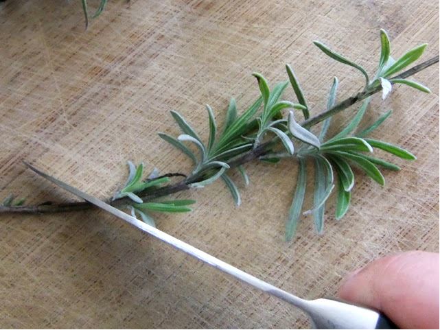 薰衣草扦插种植方法全过程,薰衣草怎么扦插繁殖