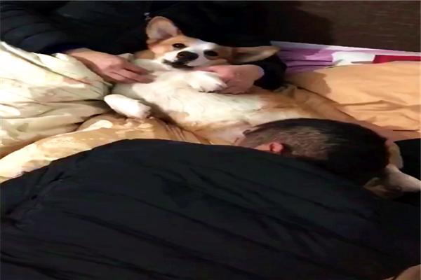 如果家人不让你养狗该怎么办,怎样说服爸妈给我养狗教你5招