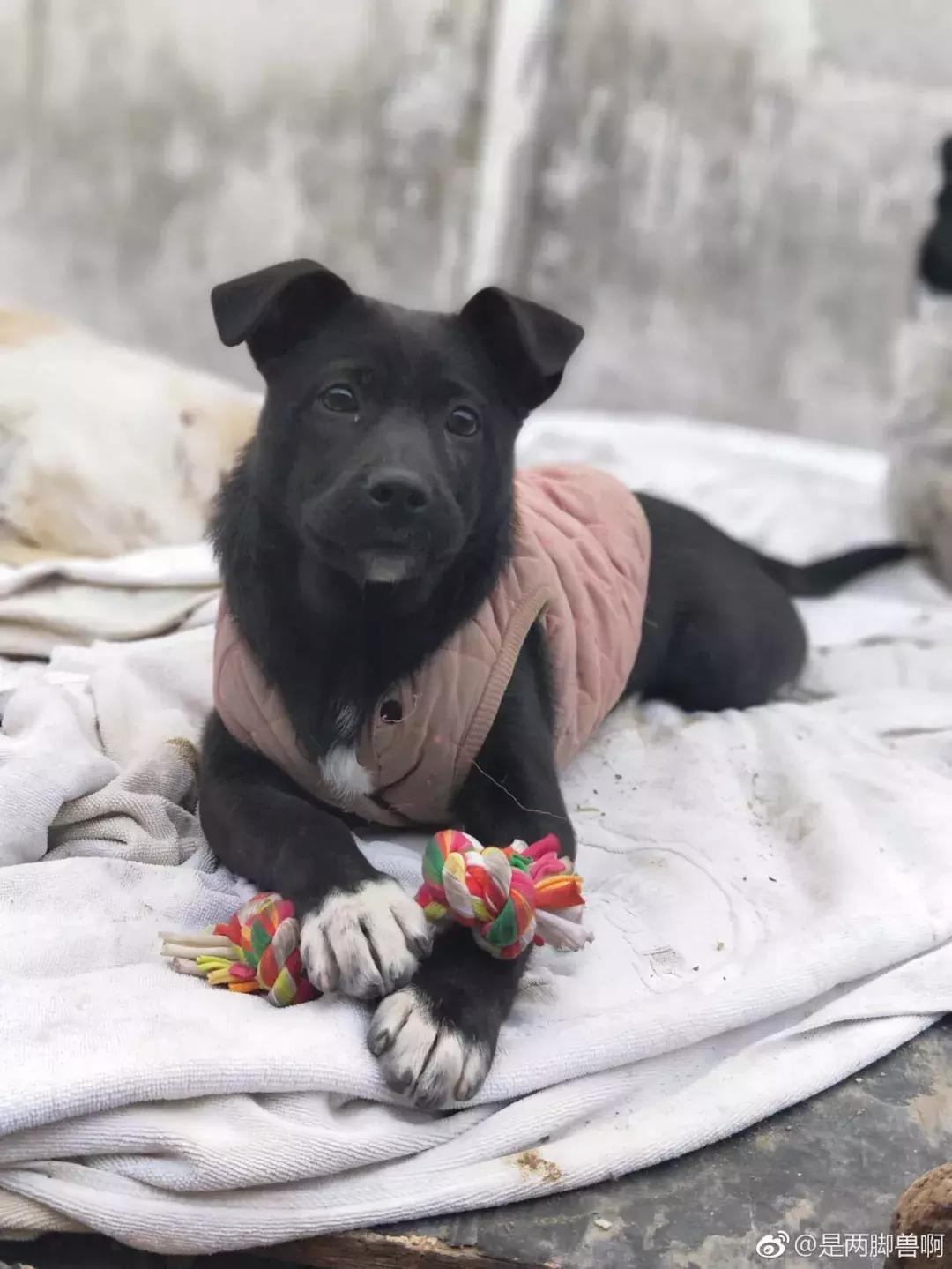 给它们一个家|线上宠物领养日,201903101