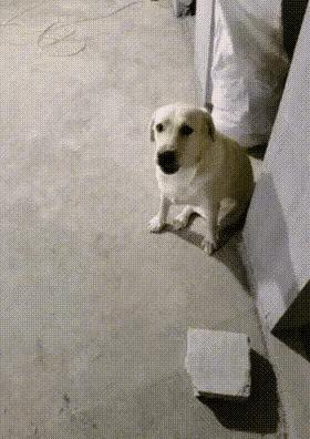 动图搞笑瞬间,遇事不要慌搞笑动图