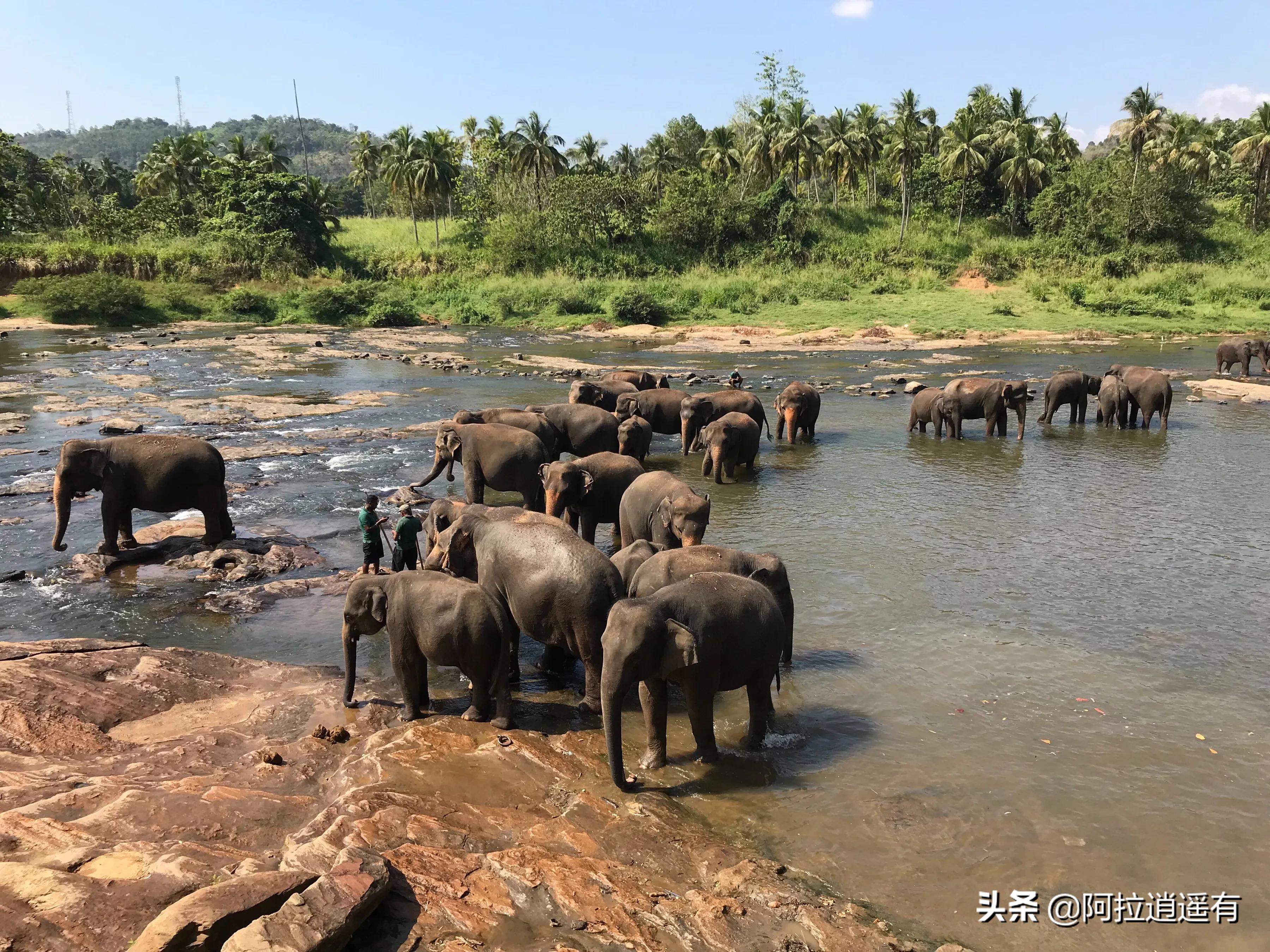 斯里兰卡大象粪便做纸,斯里兰卡大象粪便纸