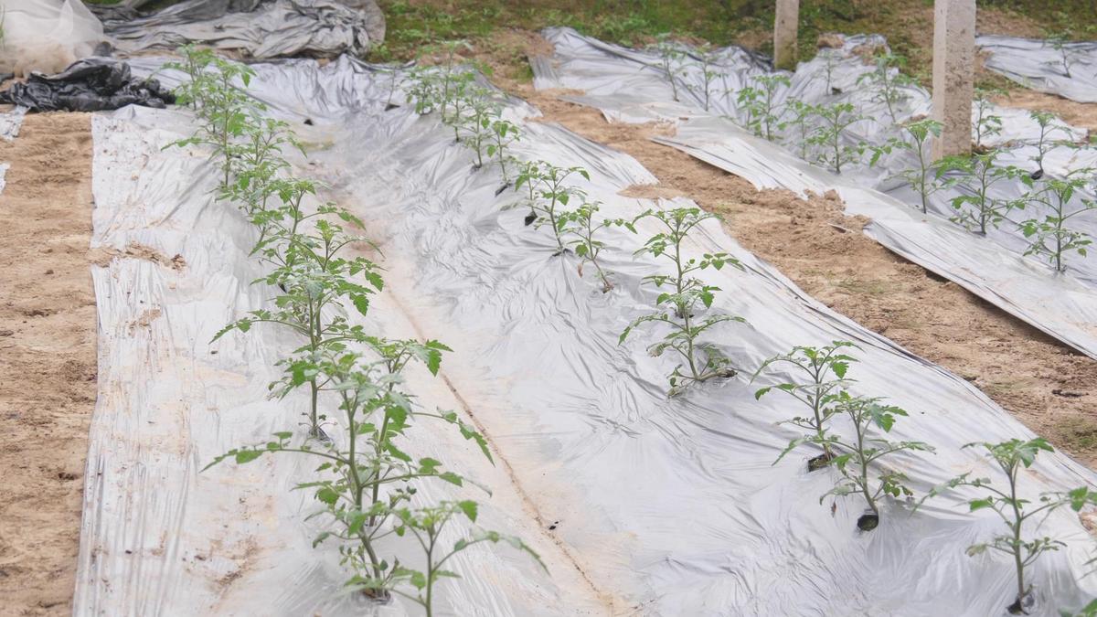 番茄怎么种?教你种植技巧,小菜园种几棵,番茄多到吃不完
