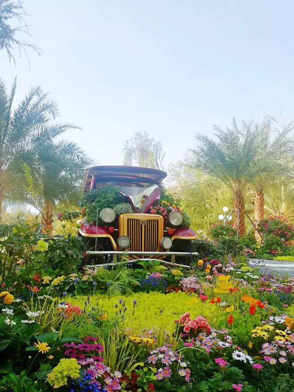 年宵花争奇斗艳价格亲民惹人爱,春节最流行的年宵花颜值高寓意好