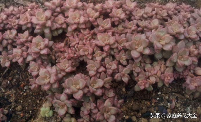 多肉叶插小芽爆头太多怎么办,叶插多肉小苗烂根怎么办