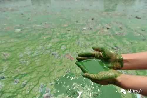 我国蓝藻现状,蓝藻的最佳解决方法