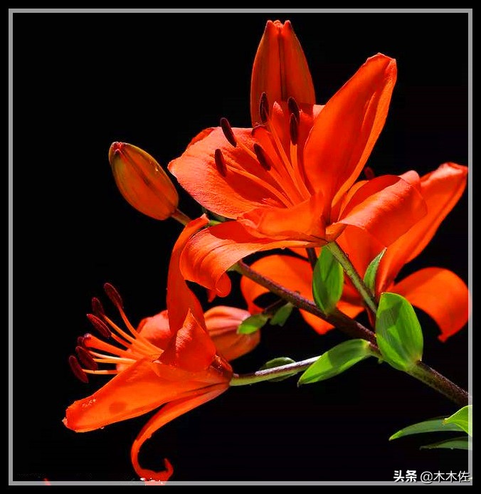 百合花公司简介,百合花简介300字