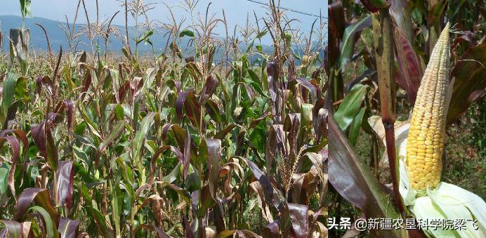 玉米缺磷的症状及治疗方法,玉米苗期缺磷和其他缺素症的区别