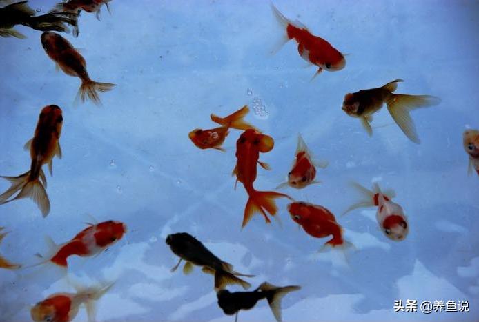 适合新手小白养的小金鱼品种,观赏性小金鱼怎么养