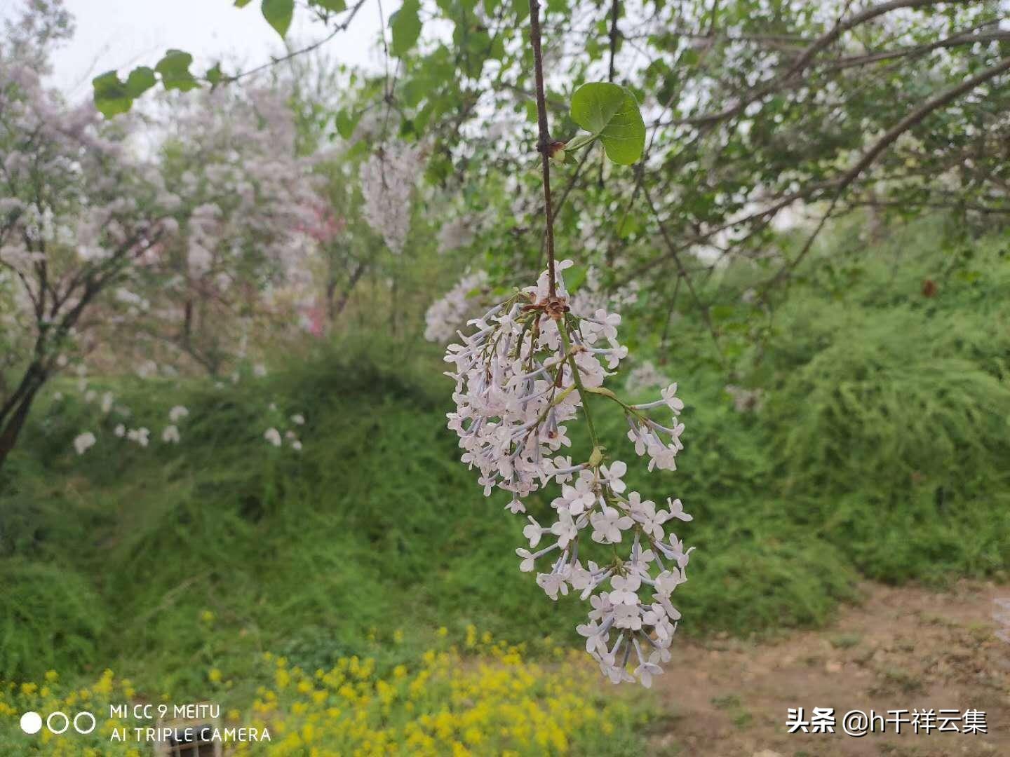 我的家乡商丘夏邑,夏邑又多一处美景有山有水还有花