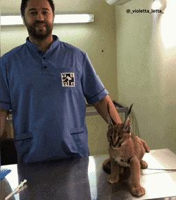 猫咪费洛蒙科普,费洛蒙为什么能缓解猫咪情绪