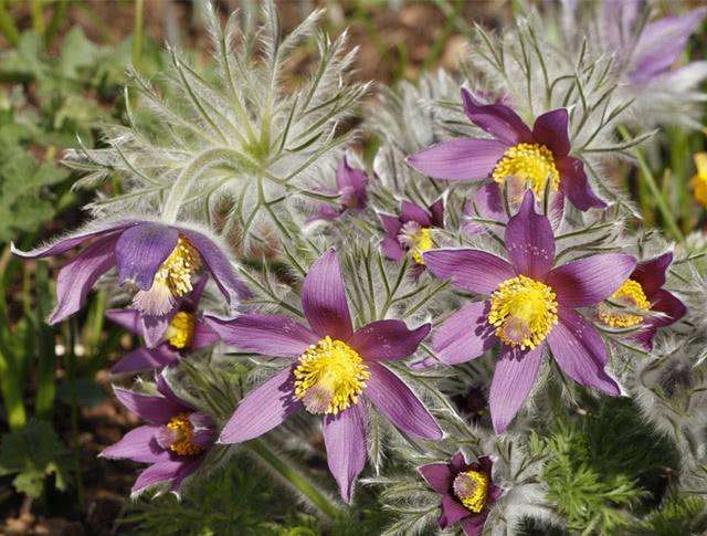 105种野草图片大全,105种野草的图片功效与作用