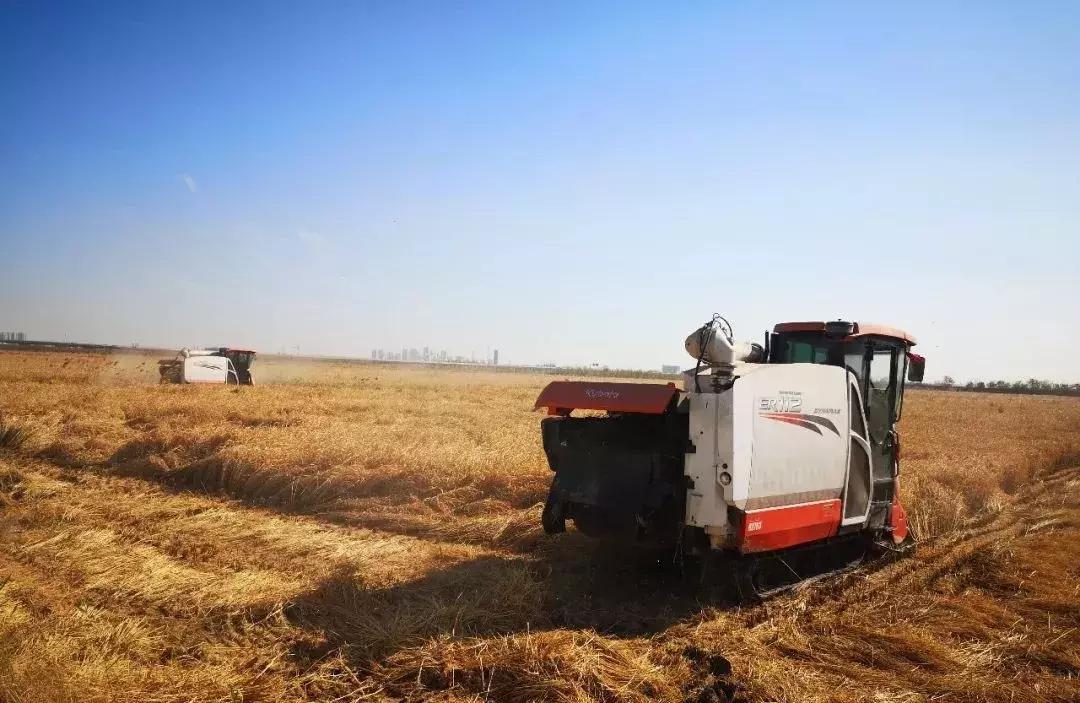 京东小站稻什么时候上线,小站稻即将上线