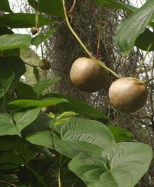 学习中药学的兴趣和感悟,中药学学习心得3000字
