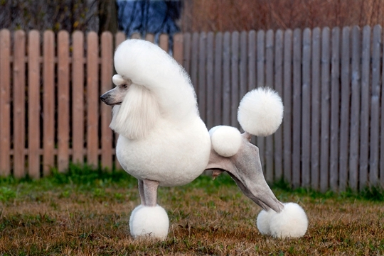 世上最漂亮的十种狗,最名贵的狗叫什么名字