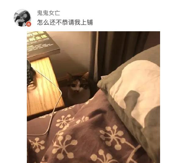 猫咪太聪明严重影响铲屎官脱单啊,猫咪所有的活力都留给了铲屎官