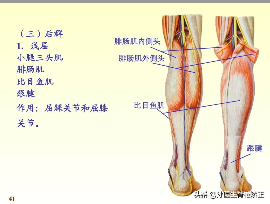 系统解剖学骨学ppt课件,解剖学基本知识ppt课件