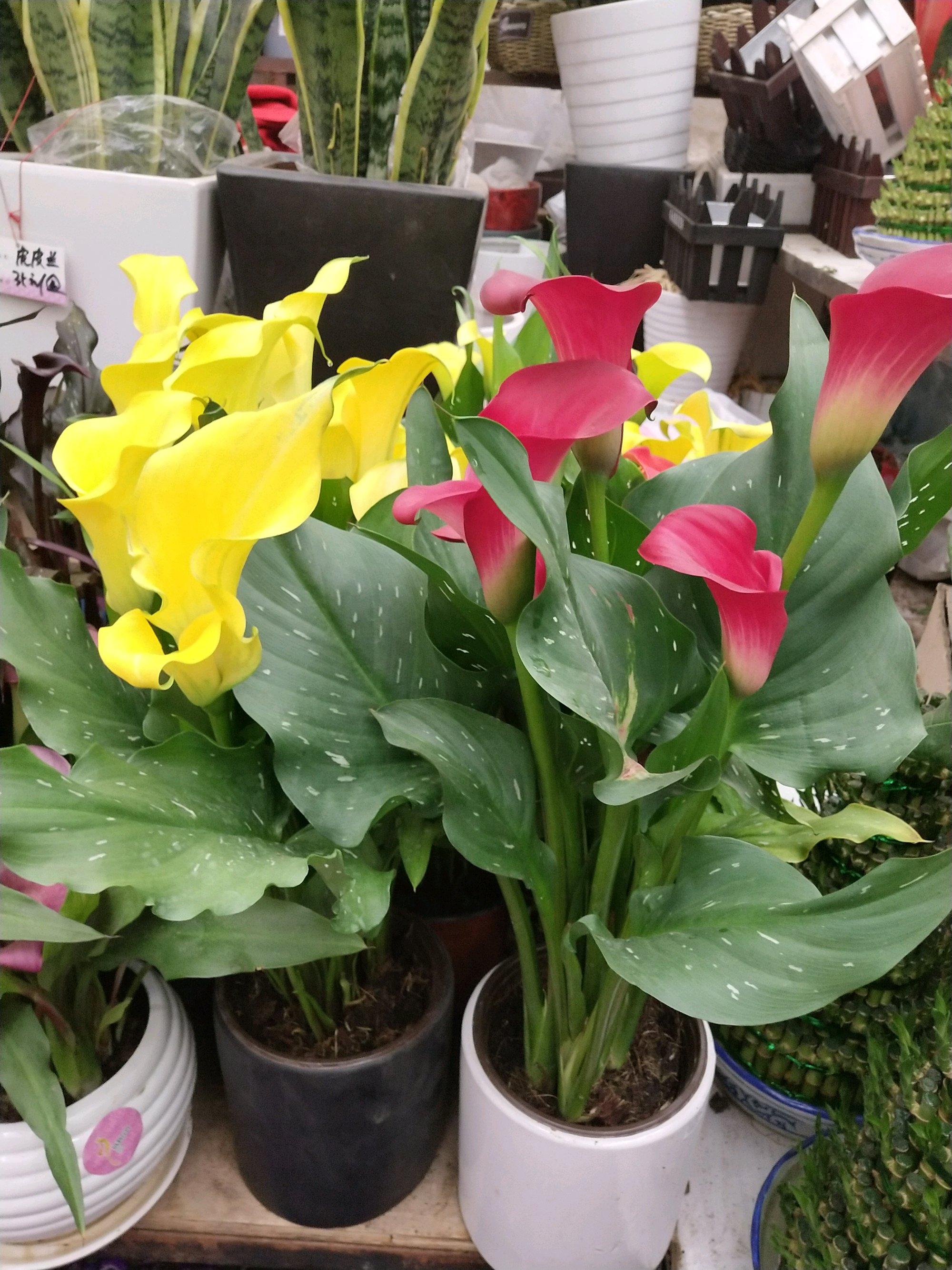 这些花只要浇水就能活,这2种花不浇水反而疯长