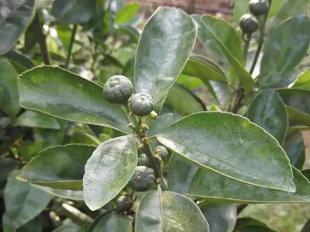 茂谷柑与沃柑并称“杂柑双宝”，为啥行情不温不火？品质很关键