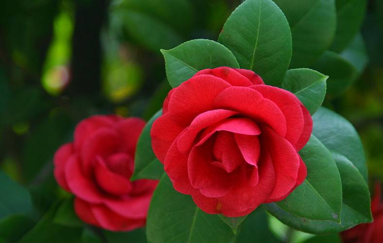 养花新手老养死花,献给那些总把花养死的人