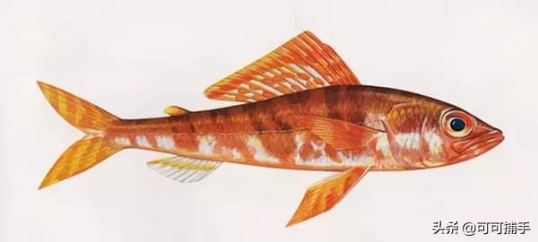 你不知道的海洋里面有什么,十种你没见过的海洋生物