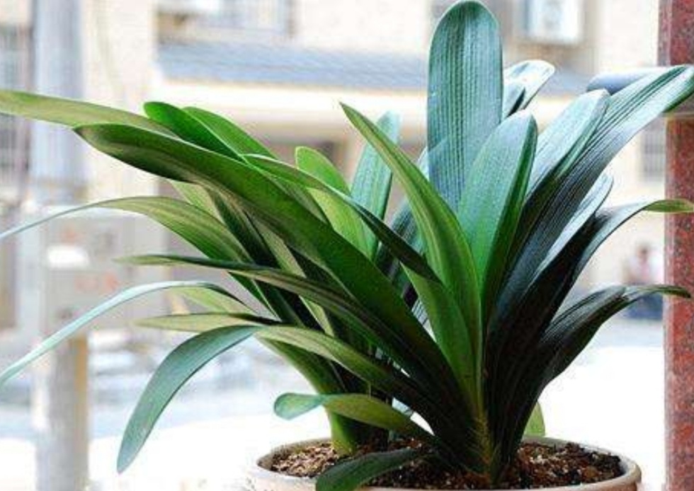 君子兰怎么养快速长出新叶,君子兰不开花怎么修剪