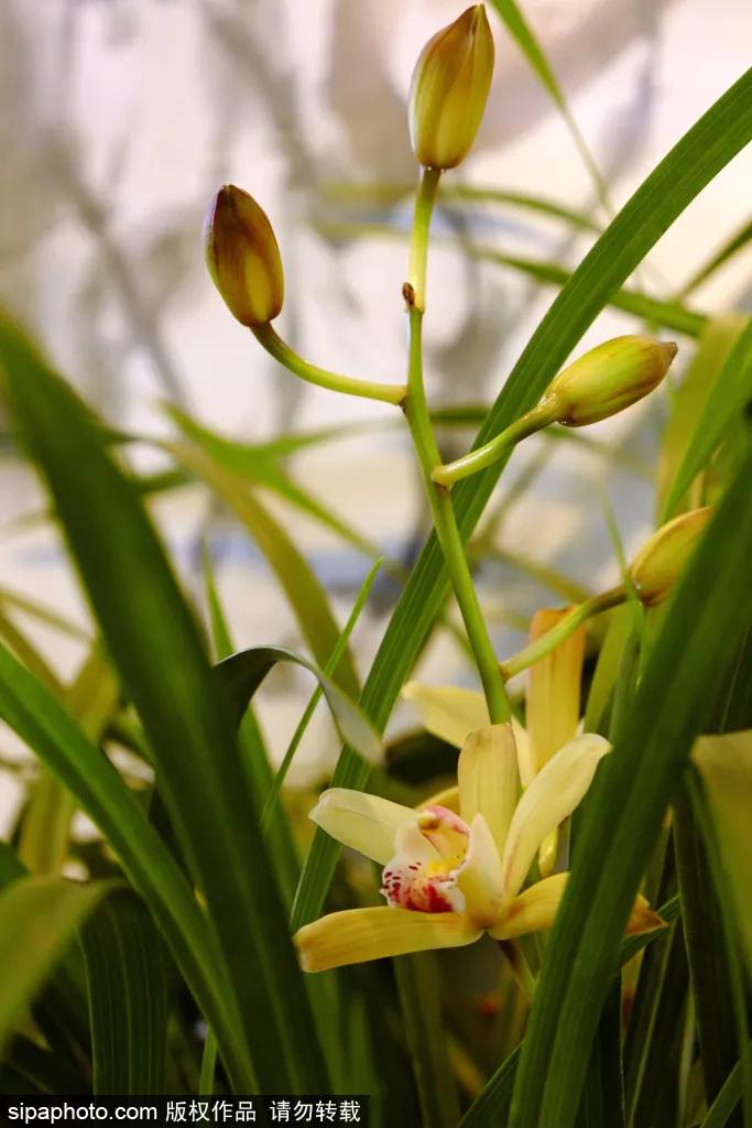 在这个距离*安门天**最近的公园，邂逅世界四大兰花展之一！过年看花就来这！