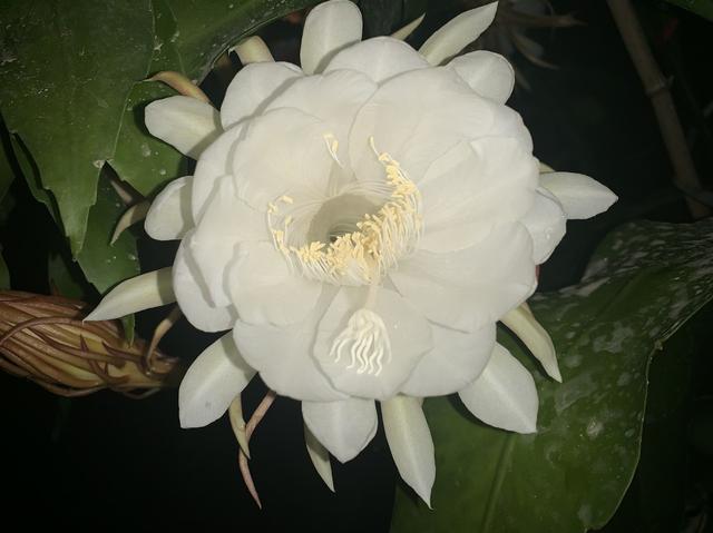 琼花能开多久,琼花为什么在晚上开